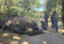 बाघ ने तीन दिन तक इतना दौड़ाया कि हाथी की चली गई जान, उत्तराखंड के बिजरानी पर्यटन जोन की घटना