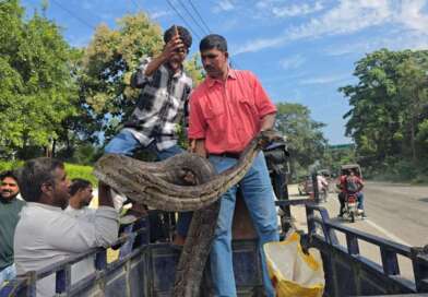 उत्तराखंड में यहां मिला 175 किलो का 18 फीट लंबा रॉक पायथन, फोटो देखें…