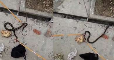 चम्पावत : घर में घुसे किंग कोबरा ने मचाई दहशत, वन विभाग किया रेस्क्यू… वीडियो देखें