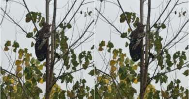 चार घंटे तक पेड़ की टहनियों में फंसा रहा गुलदार, बमुश्किल हुआ रेस्क्यू