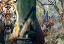 नैनीताल के धारी में आदमखोर तेंदुए ने महिला को मौत के घाट उतारा
