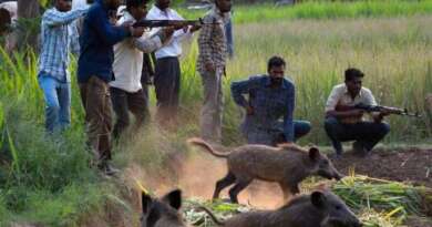उत्तराखंड : फसलों को नुकसान पहुंचाने वाले जंगली सुअर व नील गाय के नियंत्रण को विशेष अनुमति व्यवस्था लागू
