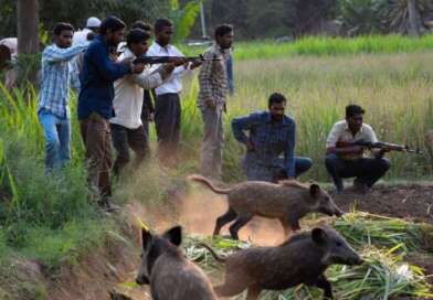 उत्तराखंड : फसलों को नुकसान पहुंचाने वाले जंगली सुअर व नील गाय के नियंत्रण को विशेष अनुमति व्यवस्था लागू