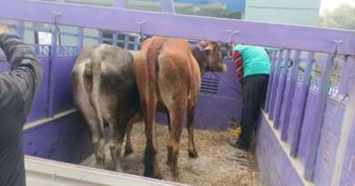 चम्पावत : चार गोवंश पशु लावारिस छोड़े, पालिका ने दर्ज कराया मुकदमा