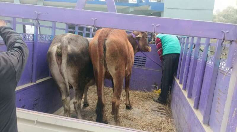 चम्पावत : चार गोवंश पशु लावारिस छोड़े, पालिका ने दर्ज कराया मुकदमा