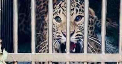 चम्पावत : बाराकोट में आतंक का पर्याय बना गुलदार पिंजरे में कैद हुआ