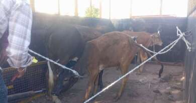 बनबसा में डीएम के निर्देश पर सड़क सुरक्षा एवं गौ संरक्षण को संयुक्त अभियान, निराश्रित पशुओं को गौशाला भेजा