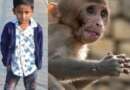 बंदरों के लिए रखा जहरीला खाना खाने से 4 वर्षीय मासूम की गई जिंदगी