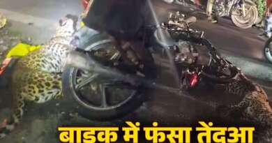 तेज रफ्तार बाइक से टकराया तेंदुआ, काफी देर तक फंसा रहा, वीडियो देखें…