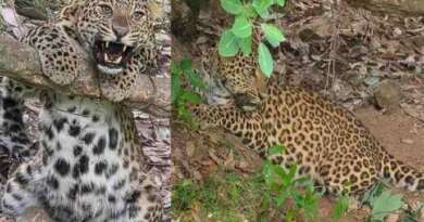 चम्पावत: तारबाड़ में फंसे गुलदार का वन विभाग ने किया सफल रेस्क्यू, भेजा नैनीताल