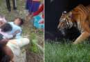 अल्मोड़ा : तल्ला सल्ट में बाघ ने ग्रामीण को मौत के घाट उतारा, 15 दिन में दूसरी घटना से दहशत