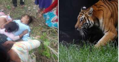 अल्मोड़ा : तल्ला सल्ट में बाघ ने ग्रामीण को मौत के घाट उतारा, 15 दिन में दूसरी घटना से दहशत