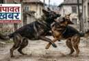 देहरादून में कुत्तों की लड़ाई बनी खूनी विवाद की वजह, एएसआई और बेटे पर हमला, 11 लोगों पर मुकदमा