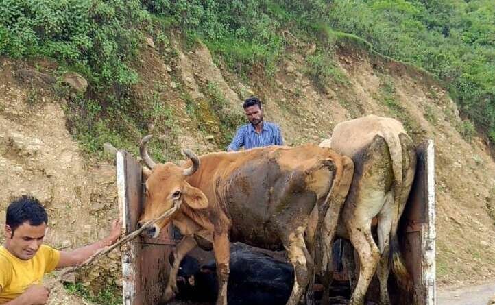 लोहाघाट में निराश्रित गौवंशों का रेस्क्यू, तीन पशुओं को कामधेनु गौशाला भेजा