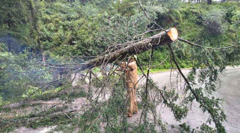तिलौन के पास सड़क पर गिरा पेड़, फायर यूनिट ने हटाकर यातायात कराया सुचारु