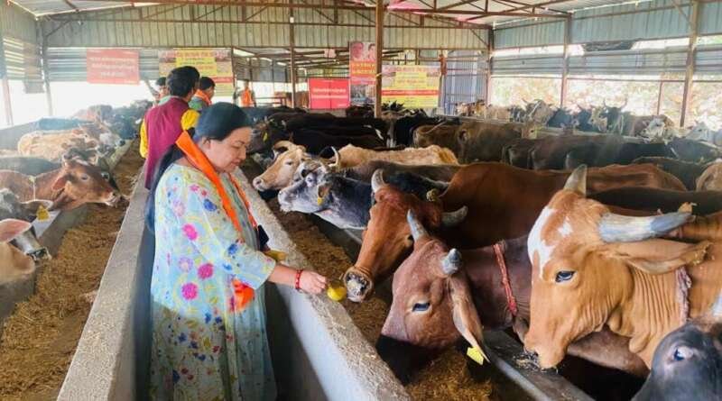 1002 निराश्रित गौवंश को मिला आश्रय, निर्धारित क्षमता से अधिक पशु गौशालाओं में संरक्षित