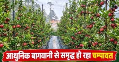 आधुनिक बागवानी से समृद्ध हो रहे चम्पावत के किसान, जीवन खर्कवाल बने मिसाल