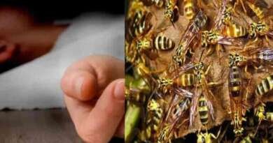 घास काटने गए दंपती पर ततैयों का हमला, पति की मौत; पत्नी घायल