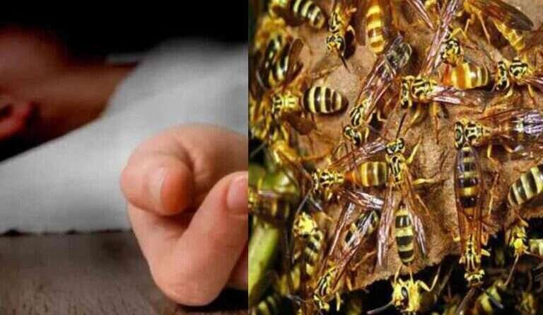 घास काटने गए दंपती पर ततैयों का हमला, पति की मौत; पत्नी घायल